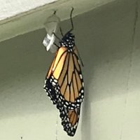 The Milkweed Patch (@collinamonarca) 's Twitter Profile