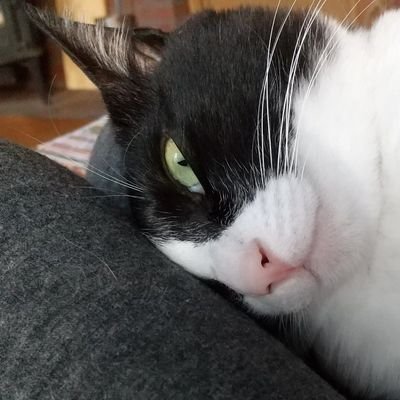 ももももも おはようございます いくら私がかわいいからって あんまり変な顔撮らないでちょうだい 猫好きさんと繋がりたい ハチワレ 岩手 花巻