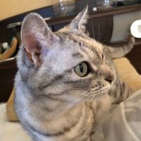 うぱっぱ (@upapa7777777) 's Twitter Profile Photo