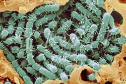 LarksMeadowFarm's profile picture. Seasonal, raw sheep and raw Brown Swiss cow milk cheeses. Artistically handcrafted for your pleasure. Using Old World craft in a Grade A creamery. Fermier!