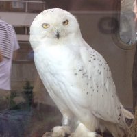 新規事業メンタルトレーナーHIRO (@snowy_owl22) 's Twitter Profile
