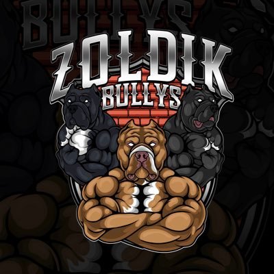 American Bullys xxl home #zoldik_bullys #dogbreeder #dog #americanbully #bully