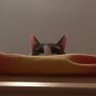 vero16180's profile picture. Veronica | ♍ | 🌱 | 📖 | 🐱🐱🐱🐶