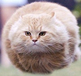 koromuku's profile picture. 元・三流研究者。現・雇われ人。完全在宅ワーカー。