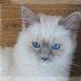 Riva des Sacrés Baldis ☀ 😻 (@riva_the_birman) Twitter profile photo Riva des Sacrés Baldis ☀ 😻 (@riva_the_birman) Twitter profile photo