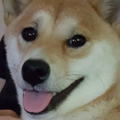 Fresh and cool Shiba Inu Mori memes.
Follow for more!
YT:https://t.co/9qTCNyNH9u
IG: https://t.co/wrWV1ewsIK