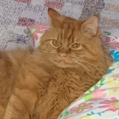 Aya_Puthinator's profile picture. TPWK