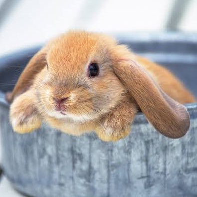 でかいうさぎさんのプロフィール画像