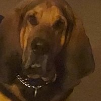 David B. McMorris 🇺🇲🦮🌊⚽️👮🐎🍻 No DM'S (@davidbmcmorris) 's Twitter Profile Photo David B. McMorris 🇺🇲🦮🌊⚽️👮🐎🍻 No DM'S (@davidbmcmorris) 's Twitter Profile Photo