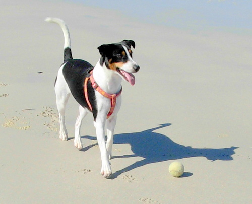 sharinfoxy's profile picture. 