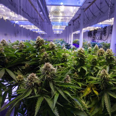 #Cannabis #Growers Helping #Marijuana Growers
Cannabis #cultivation exchange center, follow us to get more cultivation knowledge