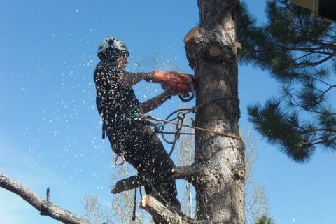 Arborist for Monster Tree Service in the Southeast and Southwest Metro Denver area, Highlands Ranch, & Lone Tree, Colorado