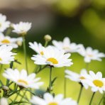 Babak79874146's profile picture. 