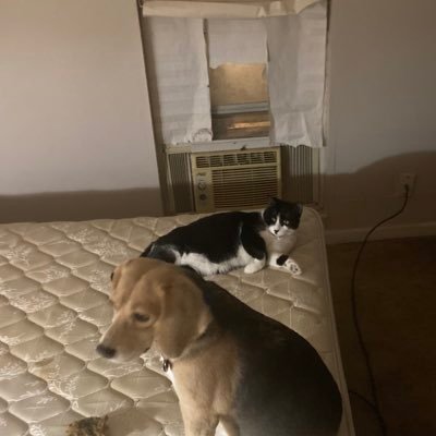Dad, Retired from a life of public service, Pets For Rent