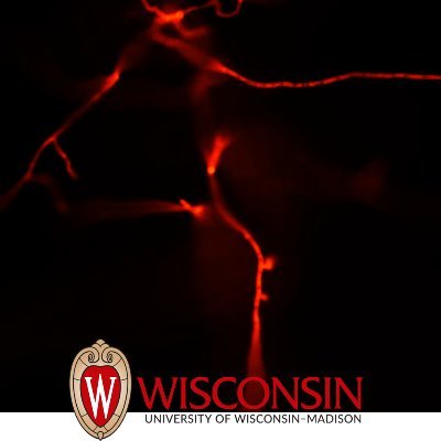 Presenting the mycological community at University of Wisconsin-Madison! 
Love fungi? You're at the right place! If you don't, we'll grow on ya!