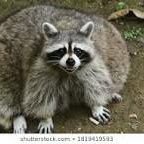 klubbyclann's profile picture. 