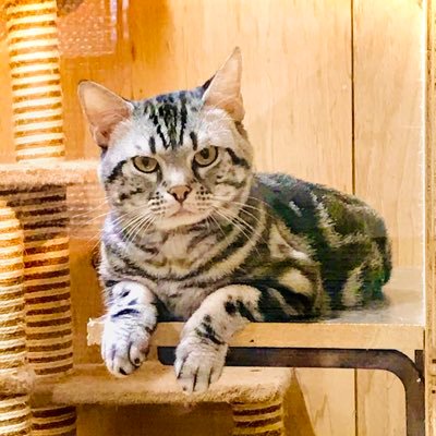 ট ইট র Cat Breeder アセイ シンクロ 可愛い 猫 アメリカンショートヘア シルバータビー ブラウンタビー かわいい シンクロ 男の子 女の子 ブリーダー アセイ 猫ブリーダー 子猫 直販 みんなの子猫ブリーダー 猫スタグラム ট ইট র Cat Breeder アセイ シンクロ 可愛い 猫 アメリカンショートヘア シルバータビー ブラウンタビー かわいい シンクロ 男の子 女の子 ブリーダー アセイ 猫ブリーダー 子猫 直販 みんなの子猫ブリーダー 猫スタグラム