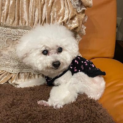 YjNePMDC9I9nzMM's profile picture. 動物なら何でも大好き💕です