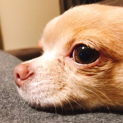 ちわわのきなこ On Twitter あなたほんと全部がかわいいわね チワワ 犬好きさんと繋がりたい ペット自慢 かわいい 愛犬 犬 あくび