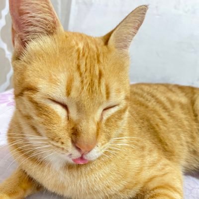 AureAnisM's profile picture. 🀄️Otaku🀄️