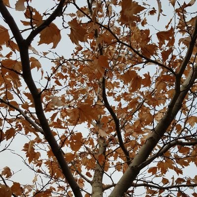 SeckinAlpay1's profile picture. 