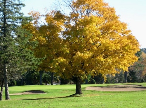 A Donald Ross Design nestled on the slopes of the Saint John River-Vally.  A challenging test with a very friendly atmosphere. Come play our beautiful course!
