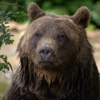 Libearty Sanctuary(@LibeartyBears) 's Twitter Profile Photo