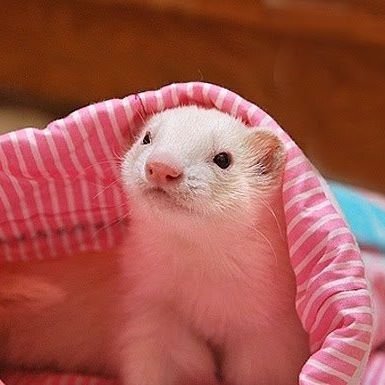 Hi..
This is cuteferretlover..
I love Ferret....
There was a time i thought i was a ferret...