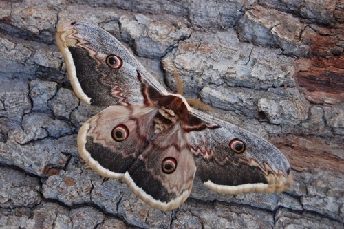 Ecologist at Centre for Ecology & Hydrology, Wallingford: specialising in Lepidoptera but interested in all natural history.