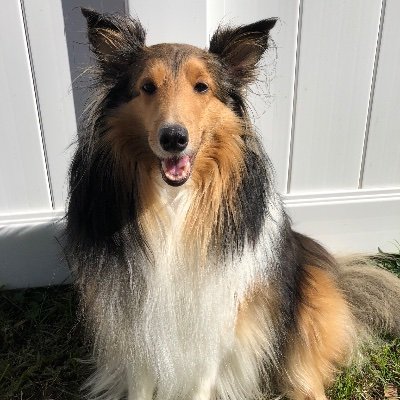 Sheltie lover😍🍊