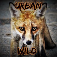 Urban Wild UK(@UrbanWildUK) 's Twitter Profile Photo