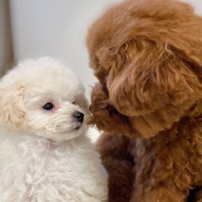 犬好きの人集まれ🐶