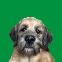 💚 B A S I L 💚The St Berdoodle(@BasilBerdoodle) 's Twitter Profile Photo