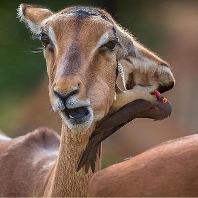 DaudiGichia's profile picture. The CEO neighbor 

Entrepreneur.

Stand with 🇸🇩🇸🇴🇨🇩🇹🇿