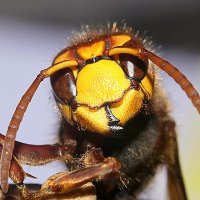 Hornet (@podl_horn) 's Twitter Profile