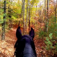 We ride at dawn(ish)(@trailgaitnmomma) 's Twitter Profile Photo