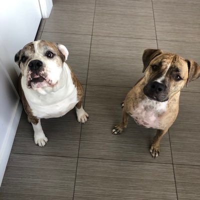 spiritualbiatch's profile picture. “Just because you don’t believe it, does not mean it isn’t true” Albert Einstein. Awake not “woke” 🇬🇧🇺🇸 🩸