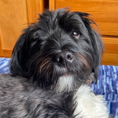 GastonKlaric's profile picture. yo