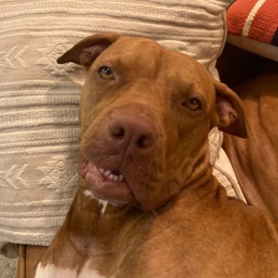Tragilarious's profile picture. Now I'm ready to start