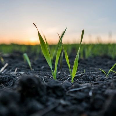 lorin_luc's profile picture. #cerealier dans le Nord 28
Passionné  par mon métier 
En constante remise en question