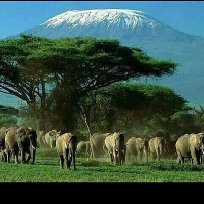 EngineerOtwoma's profile picture. I work hard and think more