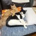 マジョーラ🐈 (@x8cscuik49x6hdo) Twitter profile photo マジョーラ🐈 (@x8cscuik49x6hdo) Twitter profile photo