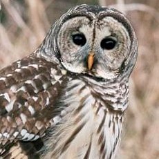 SomeBlueOwlさんのプロフィール画像