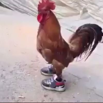 chicken with shoes for @PeriodicPz
hotspot player
https://t.co/w30bm3AuTE
