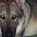 terri granger - @vonhintzgsd - Twitter