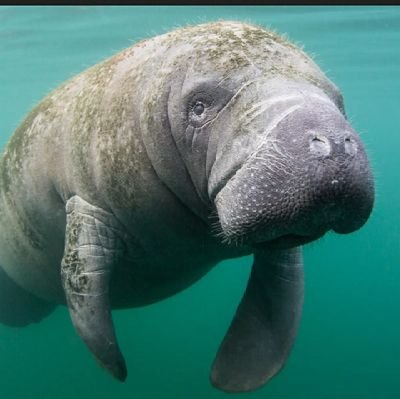 Hugh Manatee