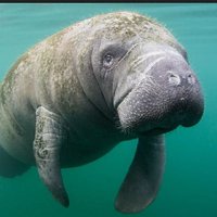 Hugh Manatee(@Ihonestlydont19) 's Twitter Profile Photo