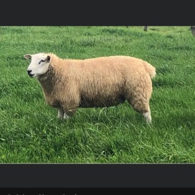 Pedigree belclare sheep breeder run alongside commercial ewes and a few cattle.. Co. Clare