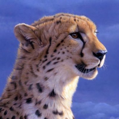 Please save the cheetah @CCFCheetah