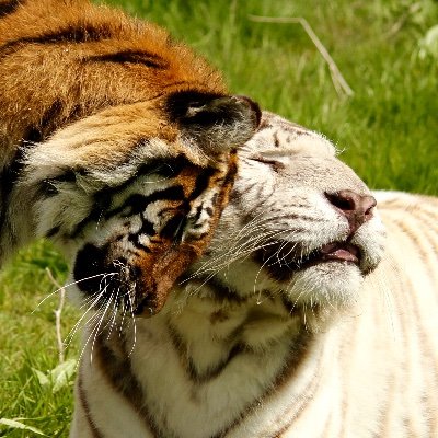 EasySimon's profile picture. No one's slave & no one's master!